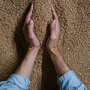 Bolsa de semillas de trigo certificadas – 25 kg