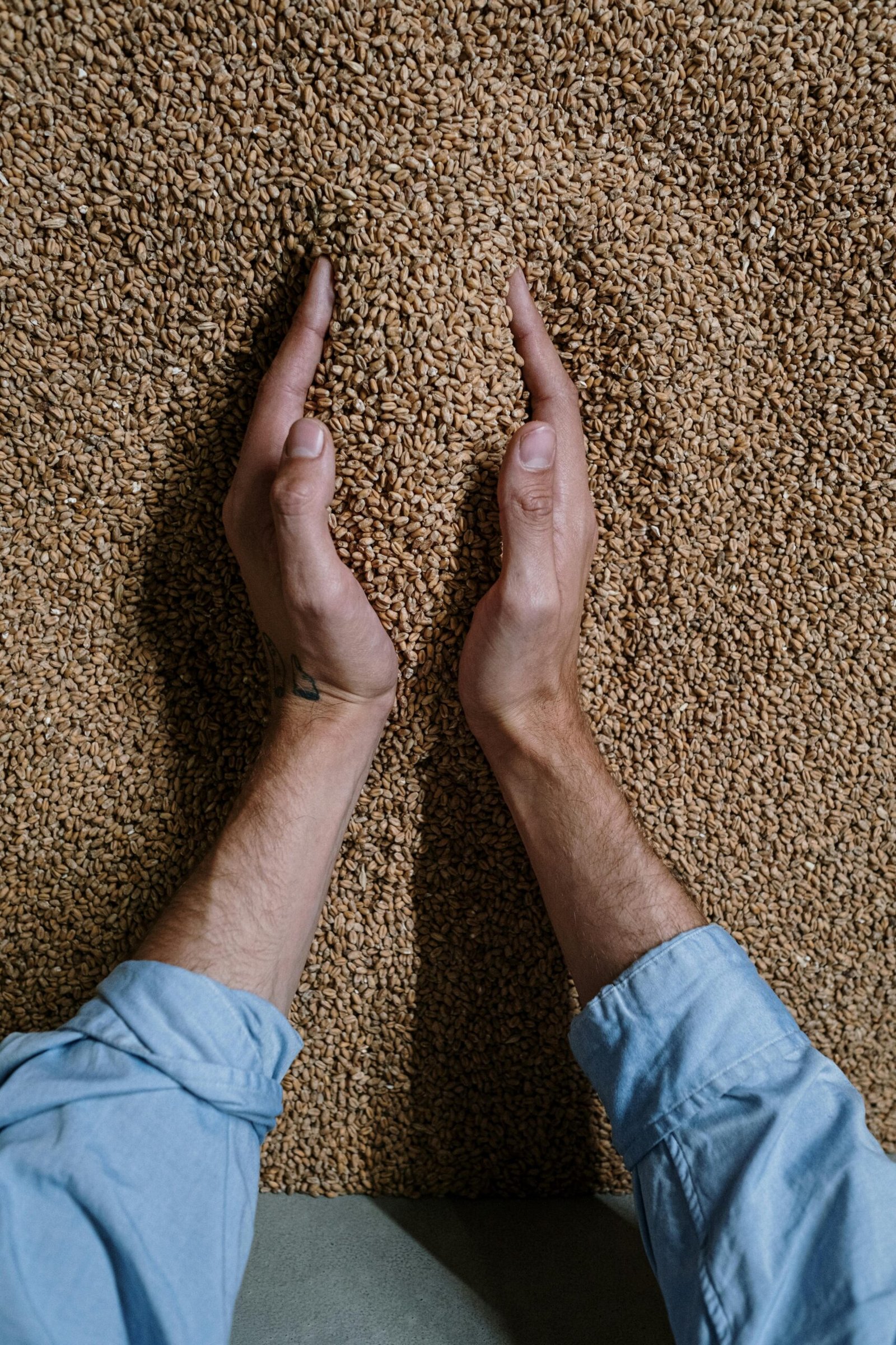 Bolsa de semillas de trigo certificadas – 25 kg